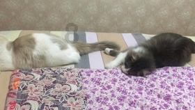 逗小猴开心系列167